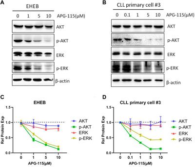 MDM2 inhibitor APG-115 synergizes with ABT-199 to induce cell apoptosis in chronic lymphocytic leukemia